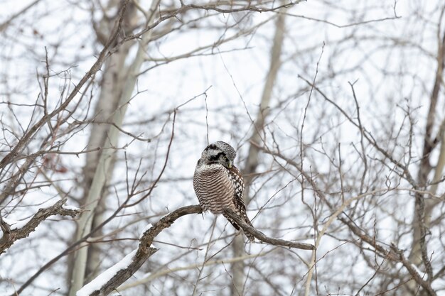 Owl sitting on a branch in winter during daytime