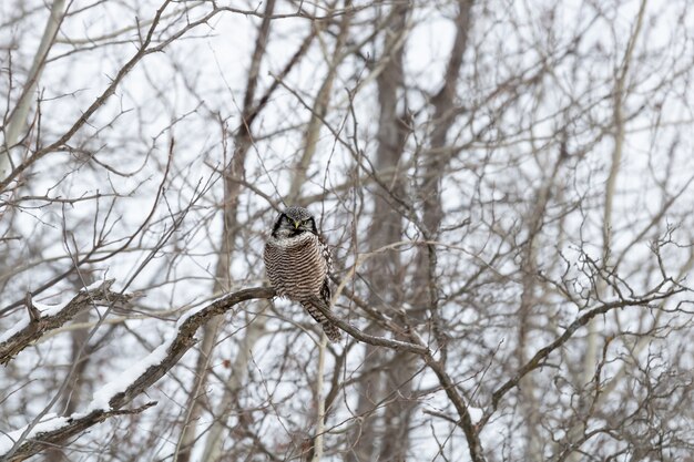 Owl sitting on a branch in winter during daytime