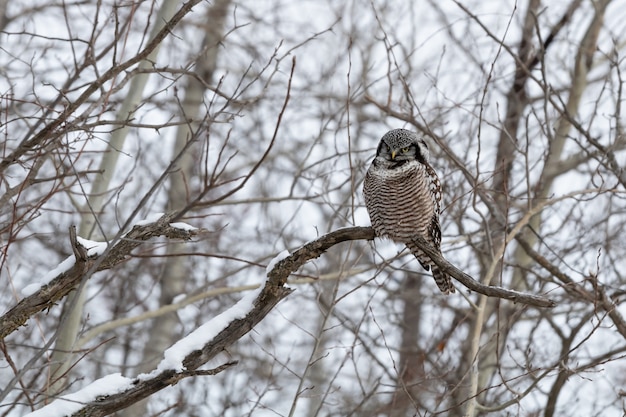 Free photo owl sitting on a branch in winter during daytime