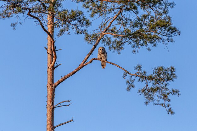 Owl sitting on high tree branch