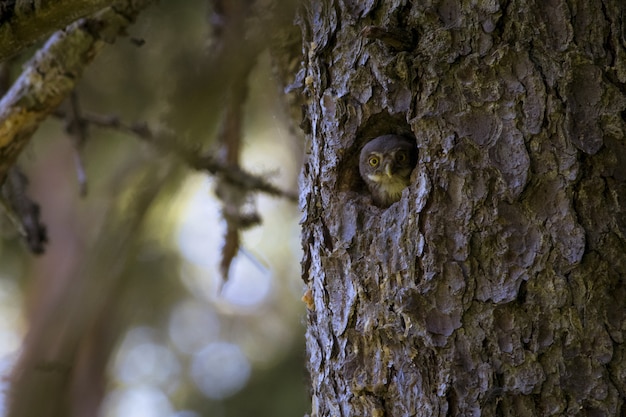 Free photo owl sitting in holse inside a tree trunk