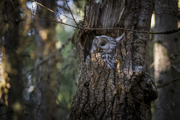 Owl sitting inside tree trunk