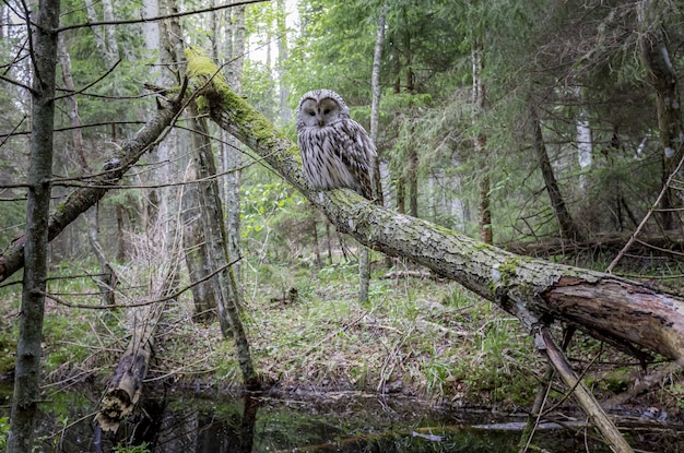 Бесплатное фото Сова сидит на ветке дерева в лесу