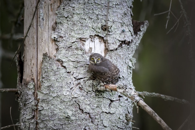 無料写真 木の幹の上に座って、カメラ目線のフクロウ