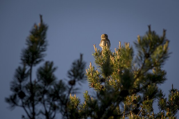 Owl sitting on top of pine tree