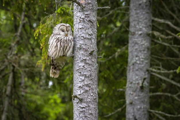 Owl sitting on tree branch in forest