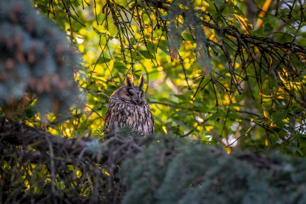 Owl sitting on tree branch between leaves