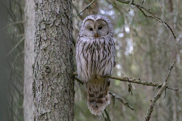 Foto gratuita gufo seduto sul ramo di un albero e guardando la fotocamera