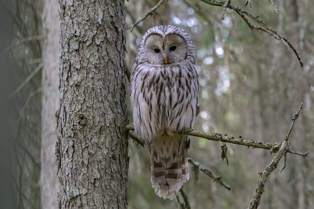 木の枝の上に座って、カメラ目線のフクロウ