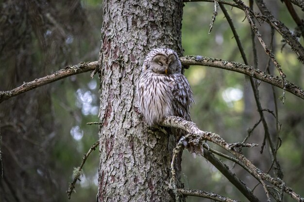 Owl sitting on tree branch