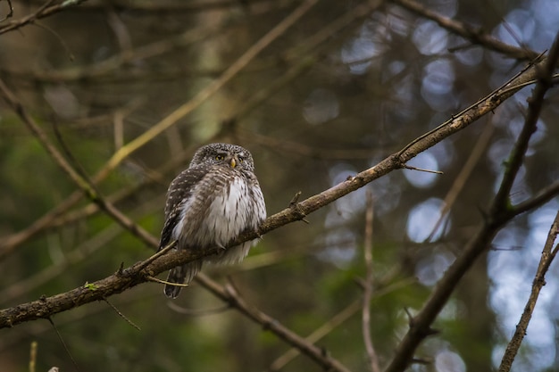 Owl sitting on tree branch