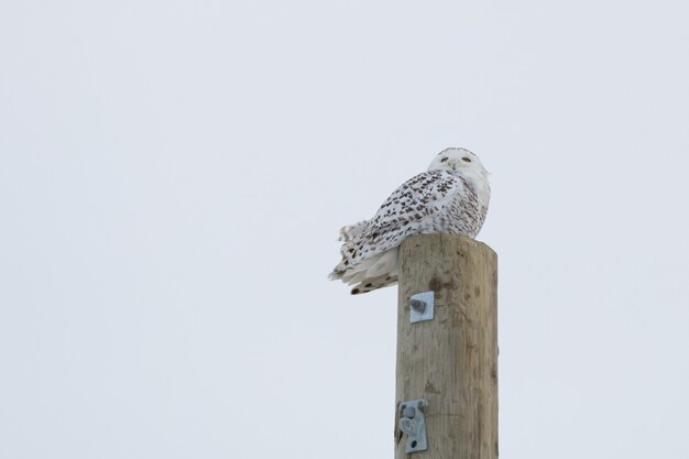 Owl in the stick