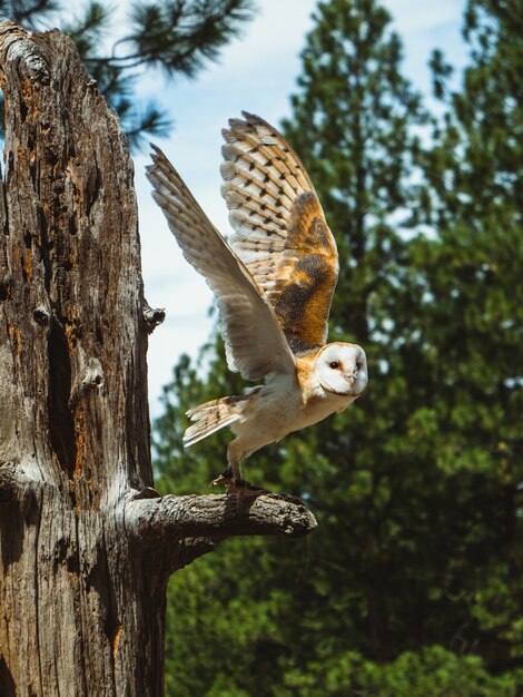 ハイデザートミュージアムで、羽を広げた木の枝のフクロウが飛ぶところです