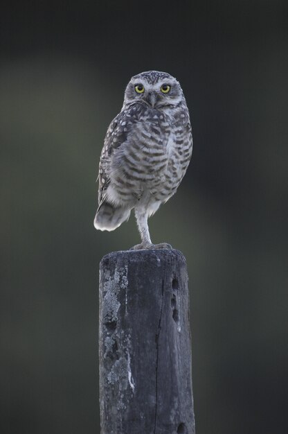 Owl with beautiful yellow eyes sitting on a wooden column