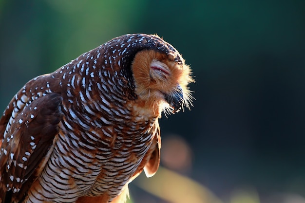 Free photo owl with closed eyes