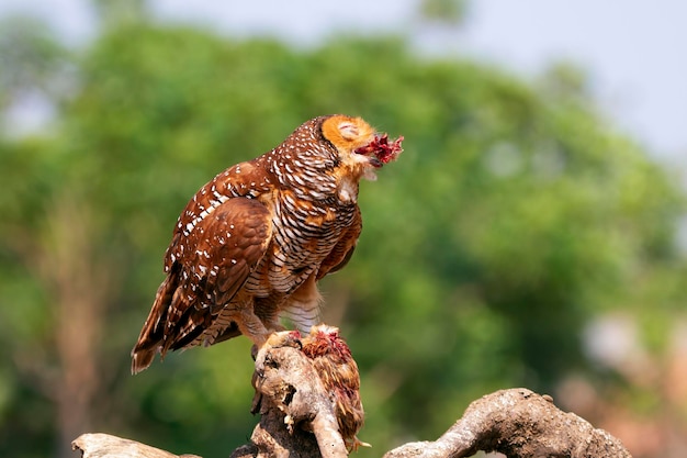 フクロウは小さな鶏の獲物を捕まえる動物のクローズアップフクロウは狩りをしている