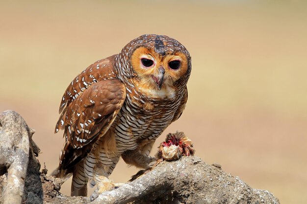 フクロウは小さな鶏の餌食になります