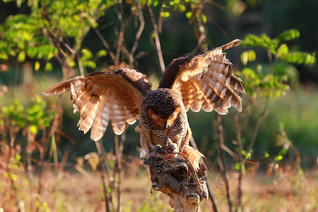 フクロウは小さなトカゲの動物のクローズアップの獲物を捕まえる狩りのフクロウ