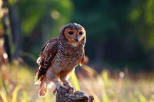 Owls catch prey for small lizard