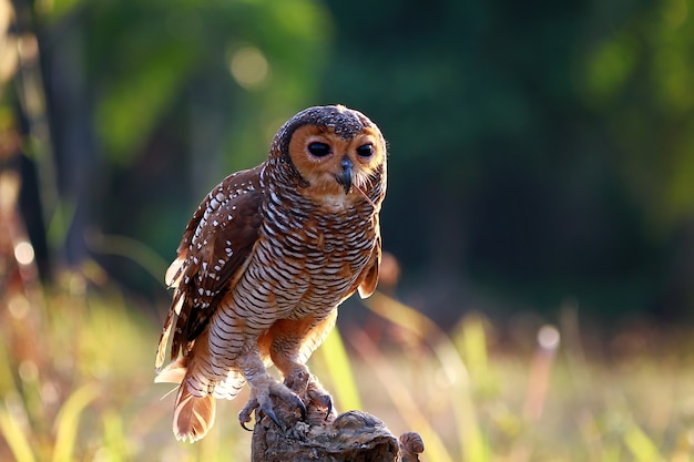 フクロウは小さなトカゲの獲物を捕まえます