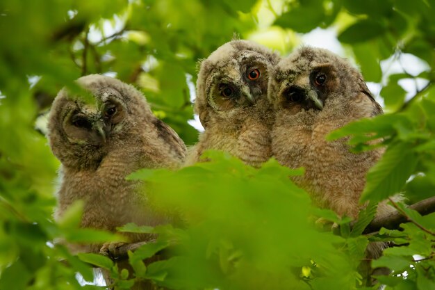 Owls in grey and brown color looking at the camera among some leaves