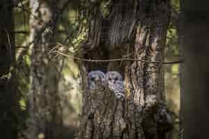 Free photo owls sitting inside tree trunk