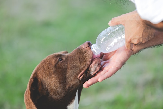 飼い主は犬に哺乳瓶から飲み物への水を与えました。