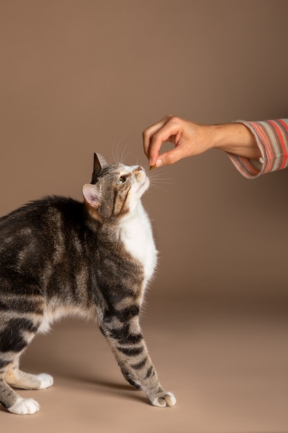 Owner giving cat a treat