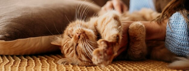 Owner petting adorable cat