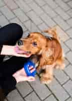 Free photo owner petting cute cocker spaniel