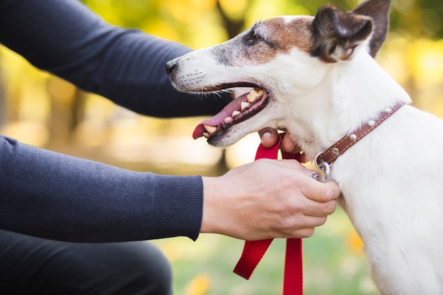 Foto gratuita proprietario che mette al guinzaglio sull'animale domestico