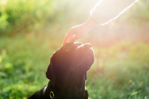 Рука владельца гладит ее собаку по голове в солнечном свете