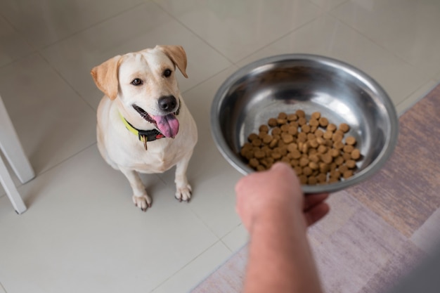 ペットの犬にボウルで食べ物を提供する所有者