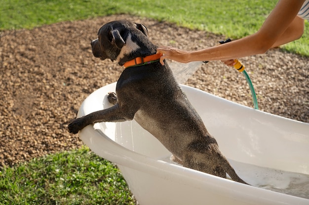 Owner washing dog in bathtub side view