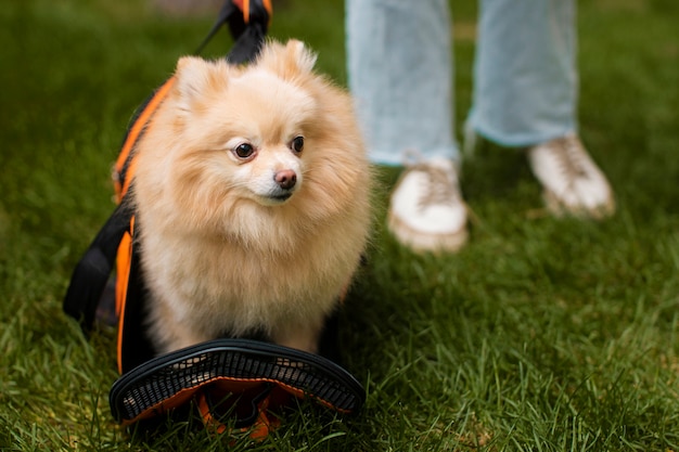 Foto gratuita proprietario con cane carino vista frontale all'aperto