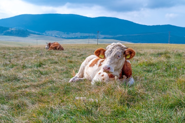 Ox with horns on the grassy field in the countryside