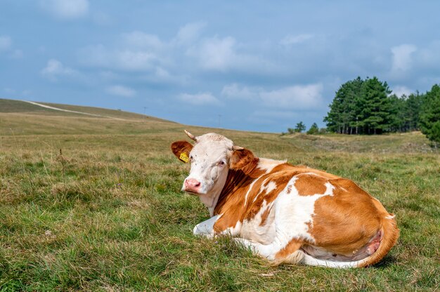 Ox with horns on the grassy field in the countryside