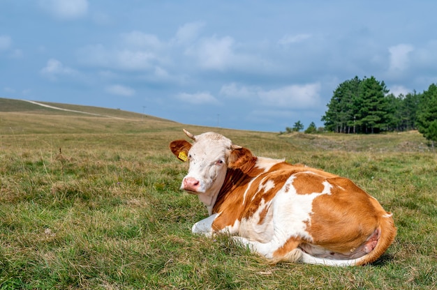 Ox with horns on the grassy field in the countryside