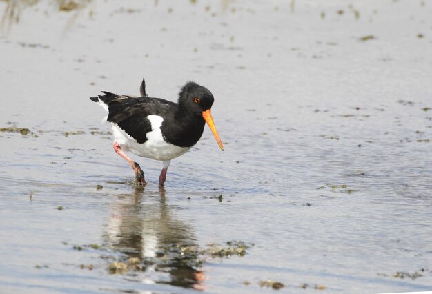 Oystercatcher searching for food in the lake on a blurred surface