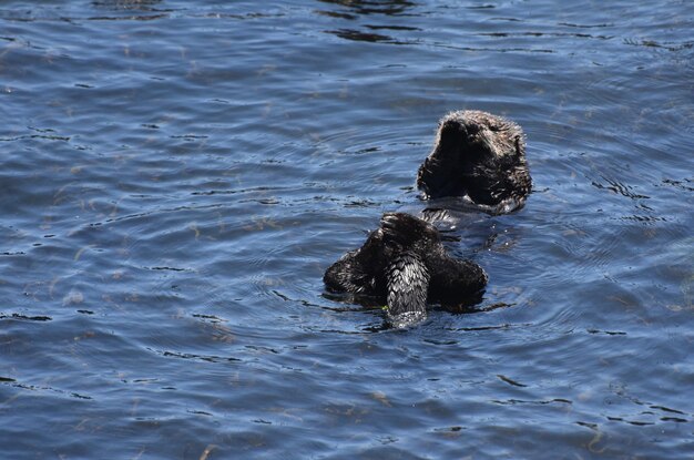 Pacific ocean with a sea otter floating on his back.