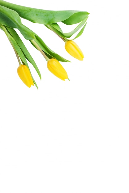 Foto gratuita confezione da tre tulipani in fiore