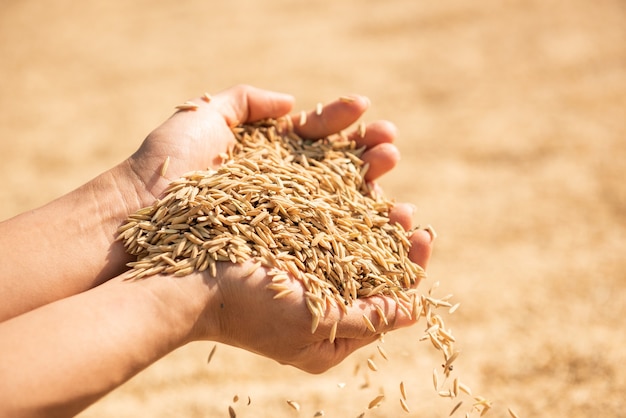 収穫中の P、手に黄金色の pad、手に pad Farm padを運ぶ農夫、米。