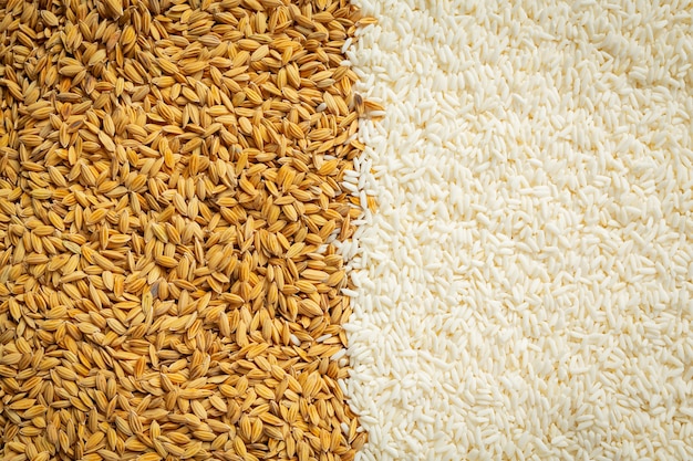 Paddy rice and white rice wallpaper details