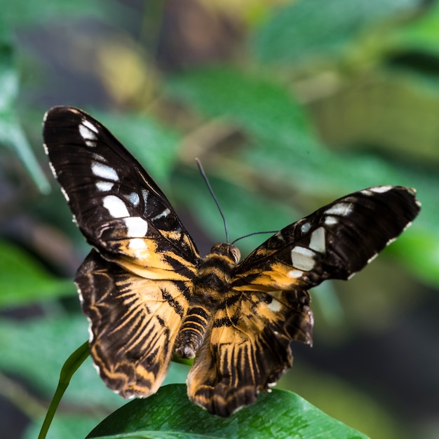 Painted lady butterfly on leaf