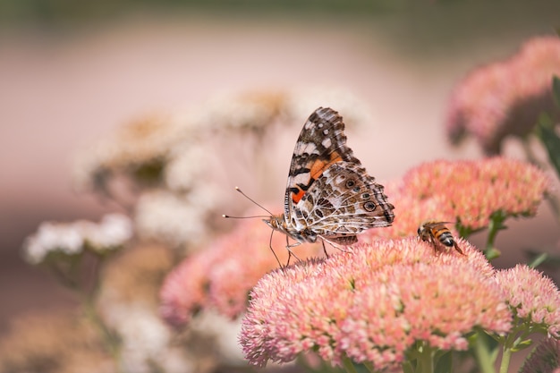 A painted lady, cosmopolite (vanessa cardui) sucking up nectar from yellow flowers in the morning.