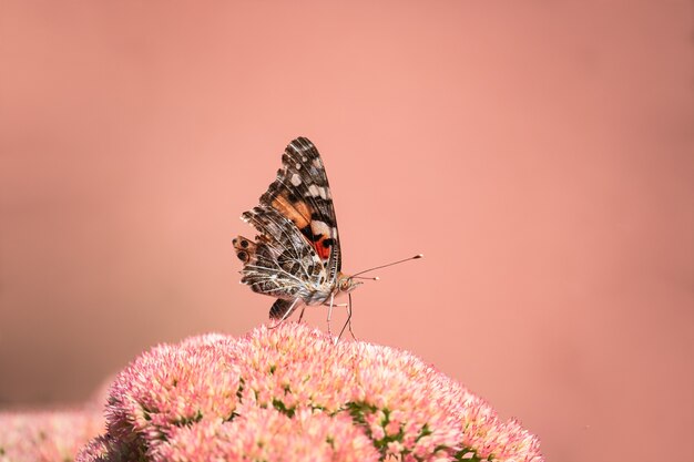 A painted lady, cosmopolite (vanessa cardui) sucking up nectar from yellow flowers in the morning.