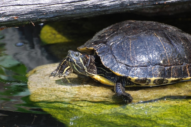Painted turtle sitting on a rock in shallow water