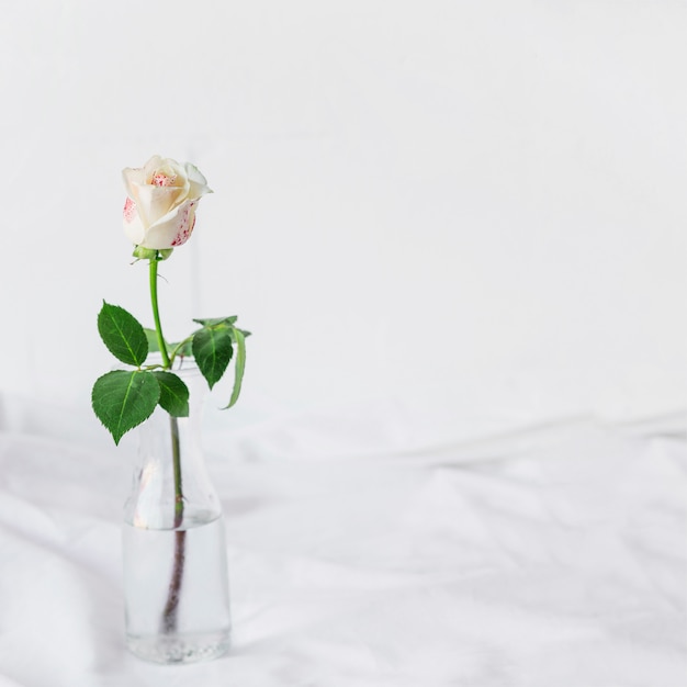 ガラスの花瓶の中に立って描かれた白いバラ