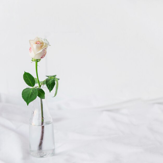 Painted white rose standing in glass vase 