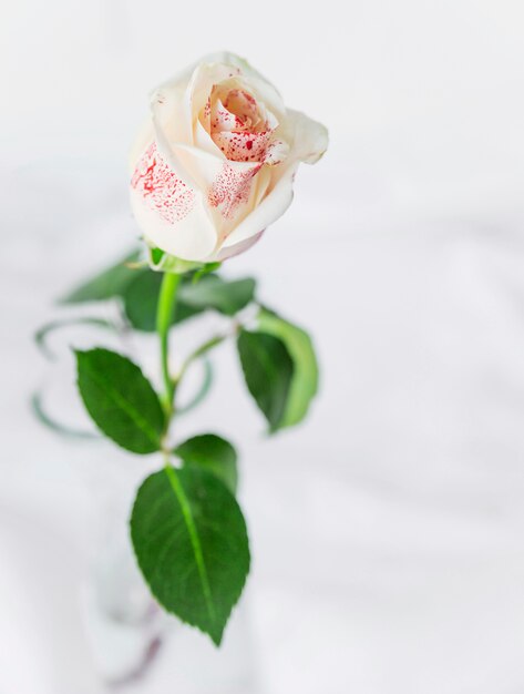 ライトテーブルの上に立つ白いバラ